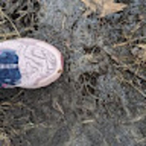 Meet your Posher, Amie